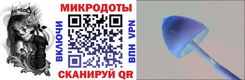 Галлюциногенные грибы Psilocybe Лабинск